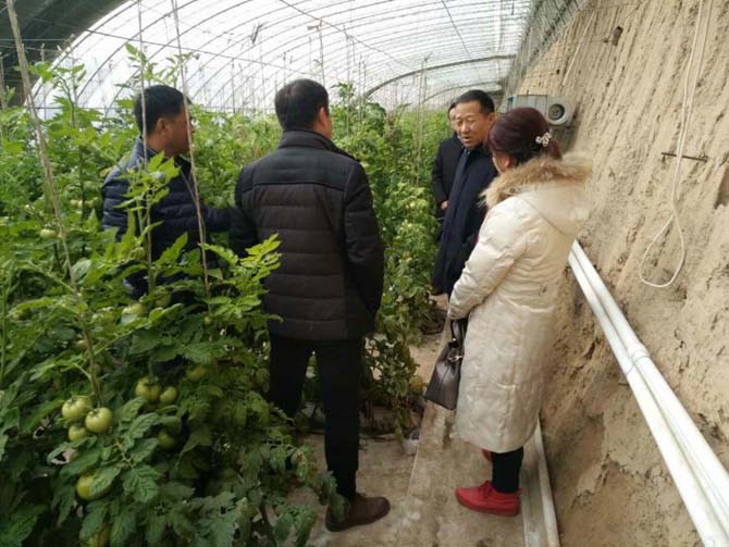 兴庆区区长周福琦调研掌政镇设施农业